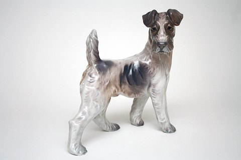 Stående Foxterrier, Dahl Jensen